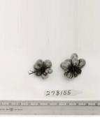Click for 1 image(s) for this accession. FRUIT